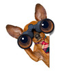 watching dog with binoculars