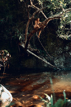 Woman Balancing On A Branch Above A Natural Pond