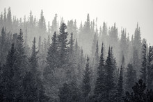 Layers Of Tall Pine Trees Get Snowed On In Rocky Mountain National Park In Colorado, USA. The Trees Fade From Dark To Light As They Fade Into The Horizon.