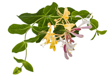 Flowers of honeysuckle, lat. Lonicera caprifolium, isolated on white background