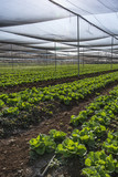 Fototapeta  - Lettuce crops in plantation