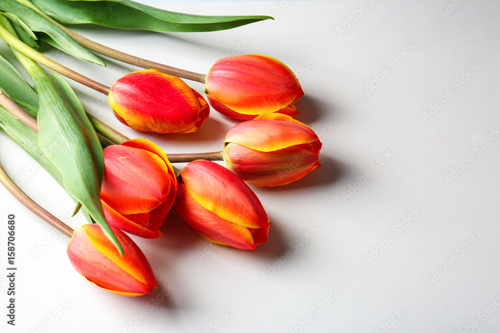 Beautiful tulip flowers on white  background