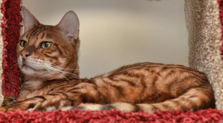 Wall Mural - Beautiful breed toyger cat lying.