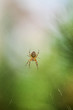 pająk w pajęczynie - bokeh - pajęczyna - makro w ogrodzie