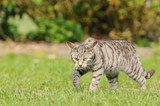 Fototapeta Koty - tabby cat running on meadow