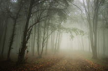 Forest Road In Fog, Fantasy Landscape