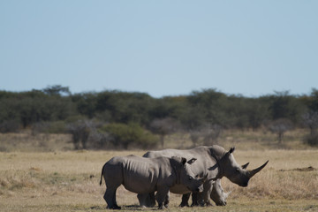 Wall Mural - rhinos in the rhino sanctuary in botswana