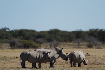 Wall Mural - rhinos in the rhino sanctuary in botswana