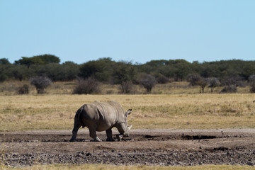 Wall Mural - rhinos in the rhino sanctuary in botswana