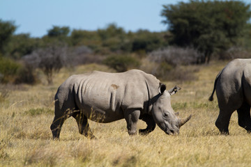 Wall Mural - rhinos in the rhino sanctuary in botswana