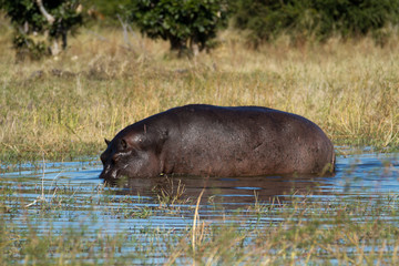 Sticker - hippos in the okavango delta in botswana