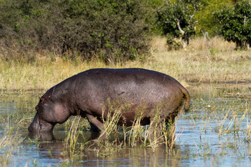 Poster - hippos in the okavango delta in botswana