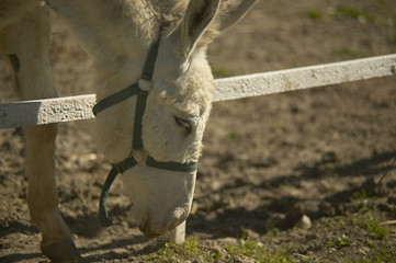 Wall Mural - Donkey eating