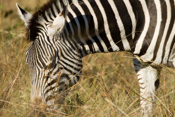 Poster - zebras of the okavango delta