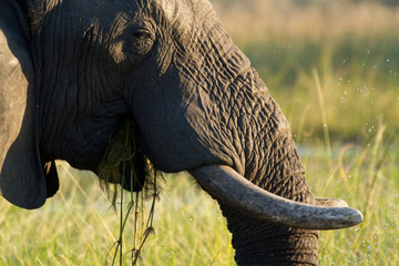 Poster - elephants in the moremi game reserve in botswana