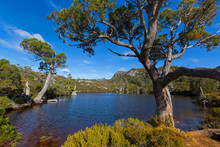 At At Wombat Pool With Ancient Pencil Pine Trees Growing On Lake Bank, Cradle Mountain, Tasmania, Australia.