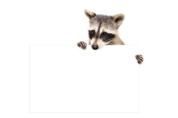 Wall Mural - portrait of a raccoon with banner, isolated on white background