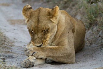 Canvas Print - lions of the moremi reserve in botswana