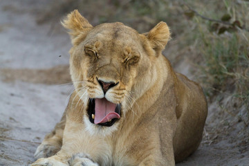 Poster - lions of the moremi reserve in botswana