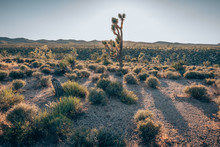 Mojave Desert I.