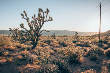 Mojave desert II.