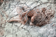 © zolotareva_elina - beautiful naked woman lying on dry crack ground in fetal position covered with branches