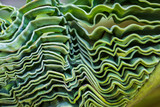 Fototapeta  - Texture of a green leaf as background