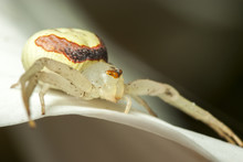 White Crab Spider On A Calla Lily