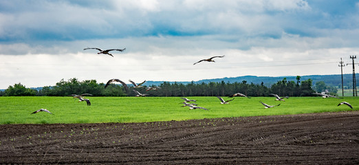 Wall Mural - Great flock of storks flying at Polish countryside