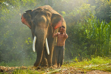 Young Elephant And Man On Sunrise In The Field
