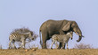 African bush elephant and Plains zebra in Kruger National park, South Africa