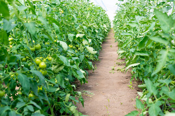 Wall Mural - Tomato seedling before planting into the soil, greenhouse plants, drip irrigation, greenhouse cultivation of tomatoes in agriculture, hard-working farmer hands