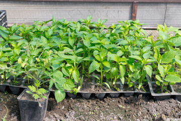 Wall Mural - Growing peppers in greenhouses, agricultural business, pepper sprout