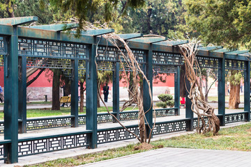 Poster - alley in public park in Beijing city in spring