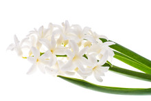 Single Cut Flower Of White Hyacinth