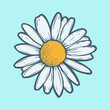 Chamomile, camomile flower floral hand drawn engraving vector illustration. White flower on blue