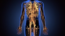 3d Illustration Of Human Body Nerves System