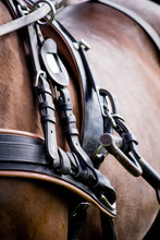 Close Up Of Horse Drawn Carriage Tack