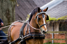 Portrait Of Horse Pulling Carriage In Summer