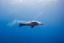 Seals Underwater Off Montague Island Australia