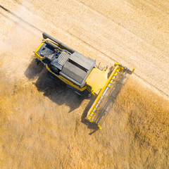 Wall Mural - Aerial view of combine harvester. Harvest of rapeseed field. Industrial background on agricultural theme. Biofuel production from above. Agriculture and environment in European Union.