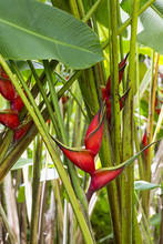 Close-up Of Heliconia Bihai , Balisier, Zingiberale, Canna, Cannaceae, Heliconia, Heliconiaceae