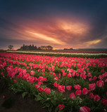 Fototapeta Tulipany - The tranquil morning before sunrise