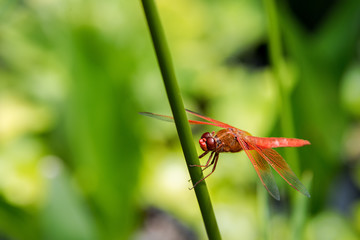 Red dragonfly perched on green reed with bright green background