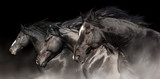 Fototapeta Konie - Black stallions with long mane run on dark background