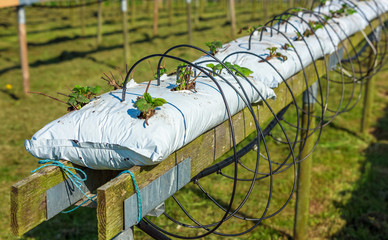 Fully automated watering system provide water and nourishment for these strawberry plants, planted in soil filled plastic bags on elevated wooden railings.