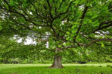 Big old oak tree