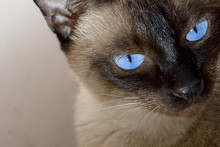 Cute Blue-eyed Siamese Cat In Box