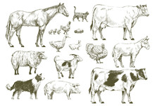 Group Of Animals Vector Drawing