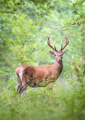Fototapete - Red Deer Stag Roaring in the natural Forest.